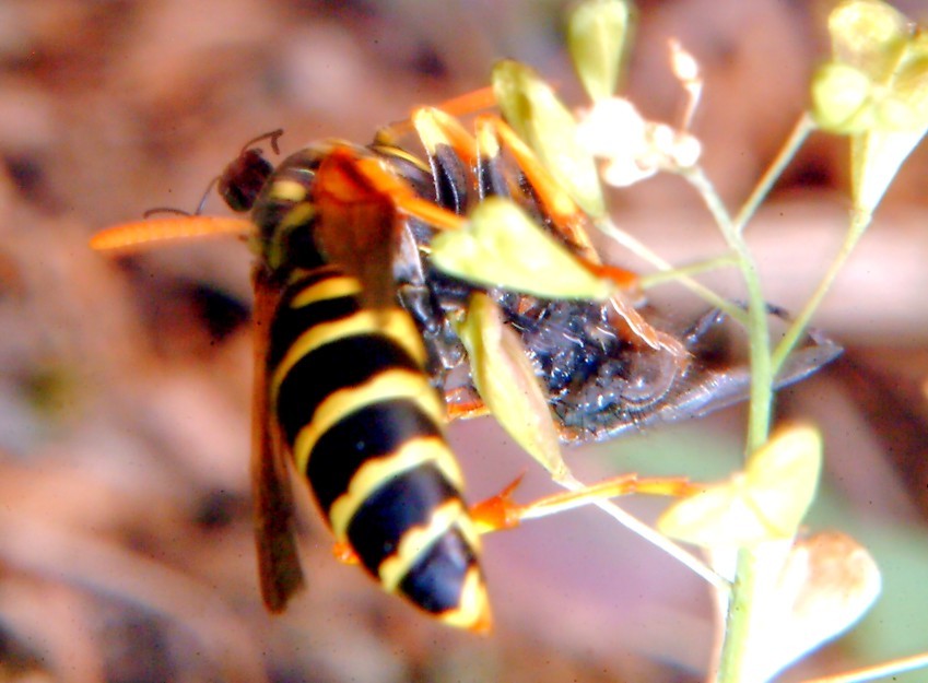 Polistes gallicus